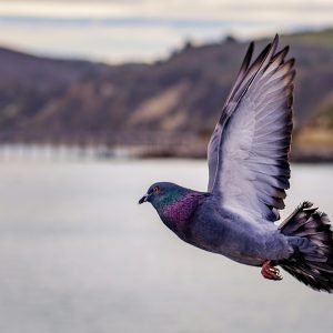 التصوير الصحفي
