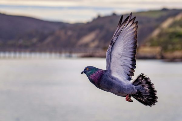 التصوير الصحفي